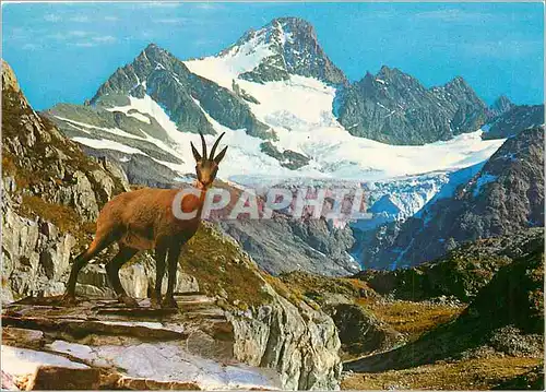 Cartes postales moderne L'Isard des Pyrenees Doux et craintif l'isard evite les hommes