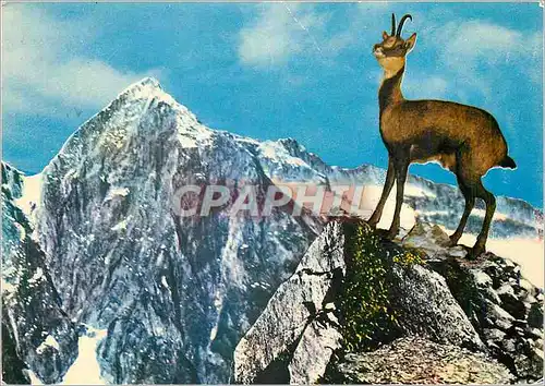 Cartes postales moderne L'Isard des Pyrenes Douc et craintif l'isard evite les hommes