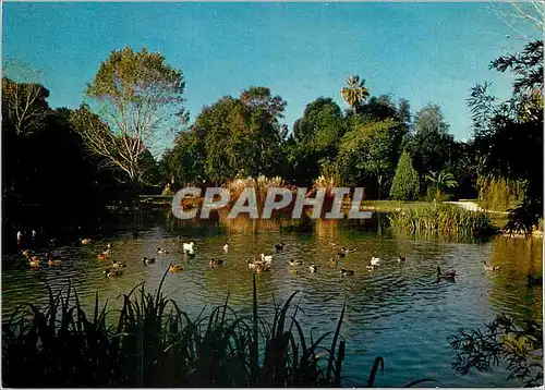Cartes postales moderne La Cote d'Azur Varoise Hyeres les Palmiers Jardins Olbius Riquier