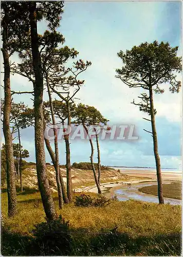 Cartes postales moderne Cote de Lumiere Cote de Fleurs Baie de la Belle Henriette Vendee