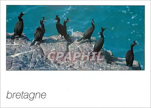 Moderne Karte Couleurs de Bretagne Cormorans huppes