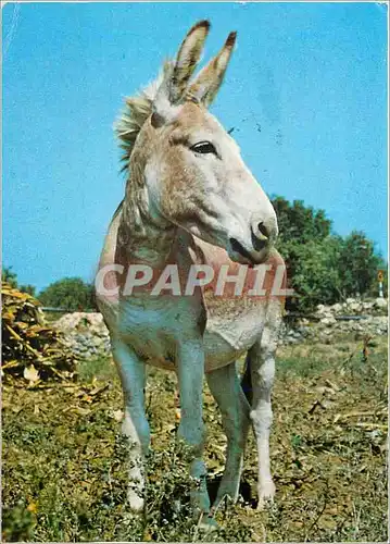 Cartes postales moderne Ane Mule