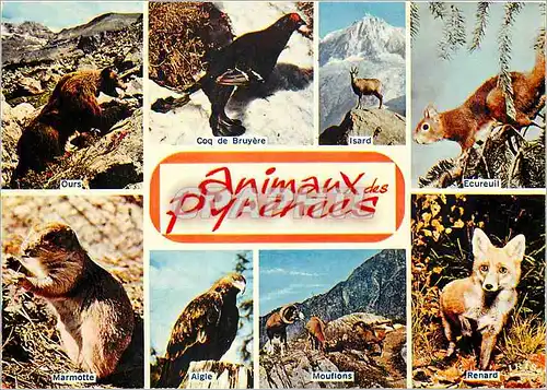 Cartes postales moderne Animaux des Pyrenees Ours Coq de Bruyere Isard Ecureuil Marmotte Mouflons Aigle Renard