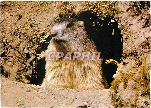 Cartes postales moderne Images de chez nous Les hotels de nos montagnes Marmotte sortant de son terrier