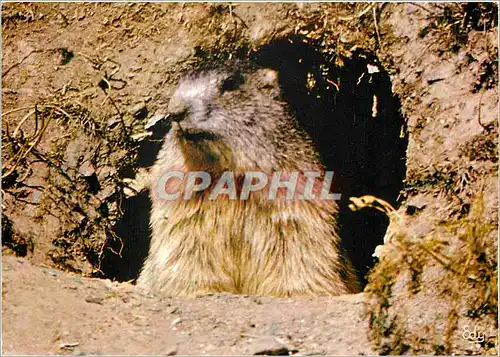 Moderne Karte Images de chez nous Les hotels de nos montagnes Marmotte sortant de son terrier