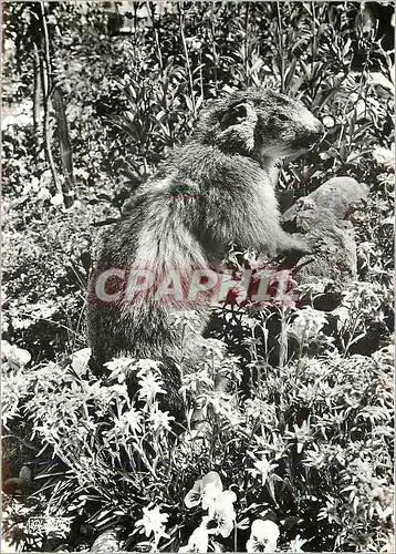 Cartes postales moderne Animaux des Alpes La Marmotte