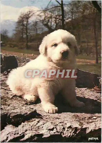 Moderne Karte Jeune Chien des Pyrenees Elevage de la Tour de Vidalos