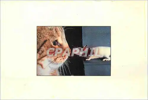 Cartes postales moderne Chat Souris
