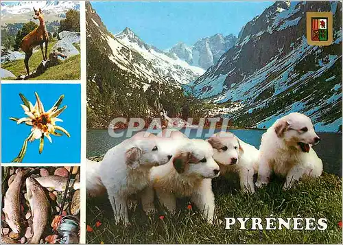 Cartes postales moderne Hautes Pyrenees Chiots des Pyrenees