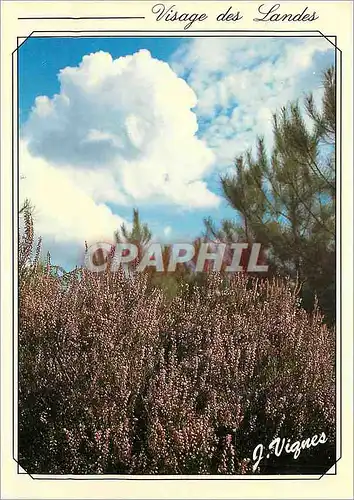 Moderne Karte Visage des Landes Bruyere sur fond nuage Sur le bord du sentier si fragile et si belle