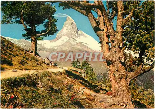 Cartes postales moderne Zermatt Mont Cervin