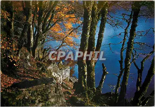 Cartes postales moderne L'Auvergne Touristique Le Lac Pavin en Automne