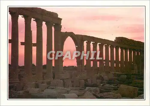 Cartes postales moderne Syrie La grande colonnade de Palmyre