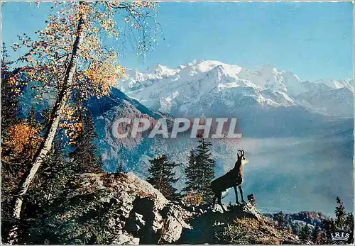 Cartes postales moderne Les Pyrenees Isard