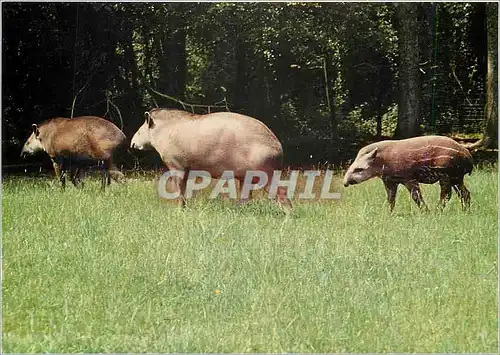 Cartes postales moderne Parc Zoologique du Chateau de Branfere Famille de Tapirs d'Amerique du Sud