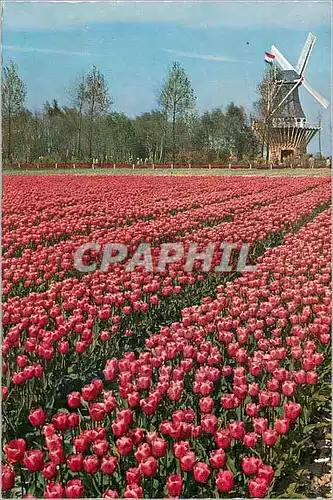 Moderne Karte Keukenhof Lisse Holland