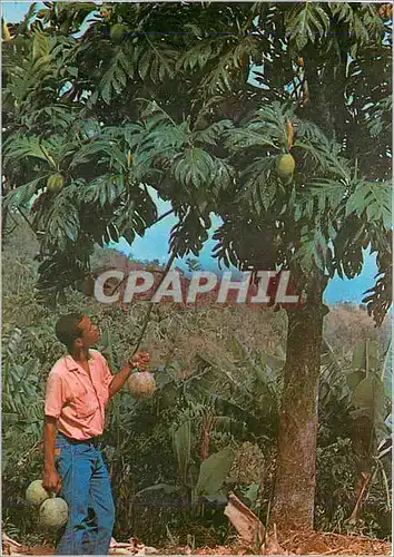 Cartes postales moderne Martinique L'Arbre a pain et ses fruits