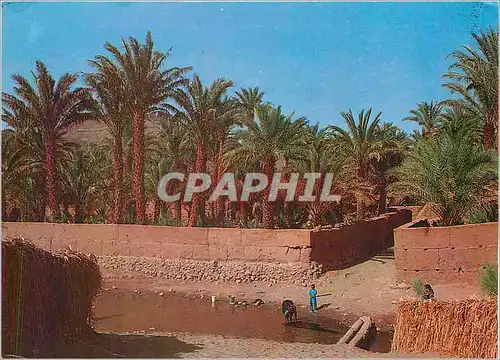 Cartes postales moderne Zagora Palmiers Amzrou