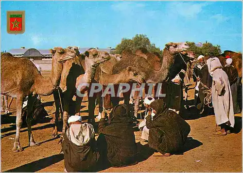 Cartes postales moderne Marche au Chameaux