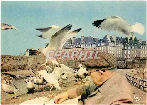 Cartes postales moderne Saint Malo Cite Corsaire Sur le mole des Noires le repas des mouettes