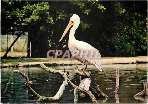 Moderne Karte Parc Zoologique du Chateau de Branfere Muzillac Pelican Rose