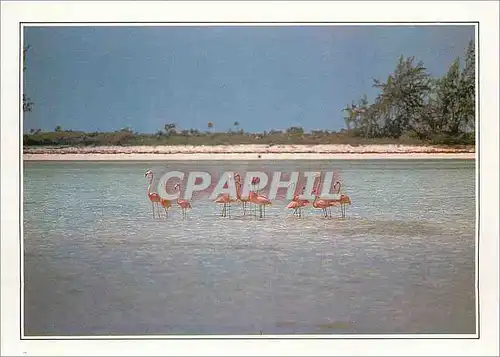 Cartes postales moderne Bahamas L'ile de Calcos