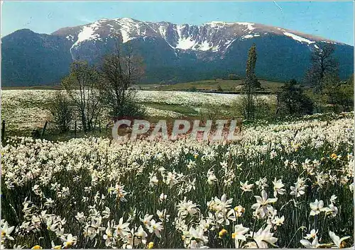 Cartes postales moderne En Montagne La Cambre d'Aze au printemps avec les champs de narcisses