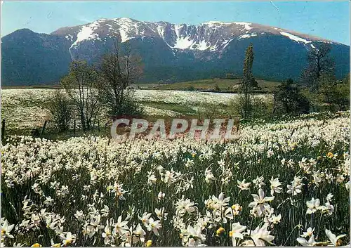 Moderne Karte En Montagne La Cambre d'Aze au printemps avec les champs de narcisses