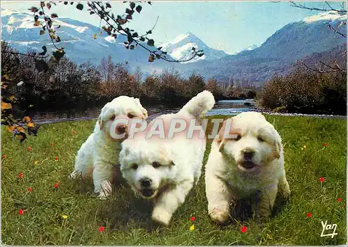 Moderne Karte Nos Belles Pyrenees Chien des Pyrenees
