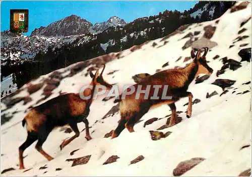 Cartes postales moderne Faune et Couleurs de la Montagne Isards en hiver