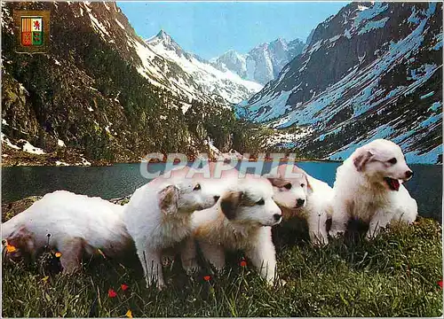 Moderne Karte Hautes Pyrenees Chiots des Pyrenees