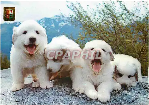 Cartes postales moderne Hautes Pyrenees Chiots des Pyrenees