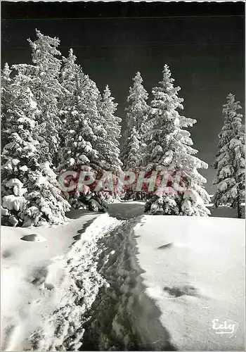 Cartes postales moderne Image de chez nous en hiver La Foret sous la neige