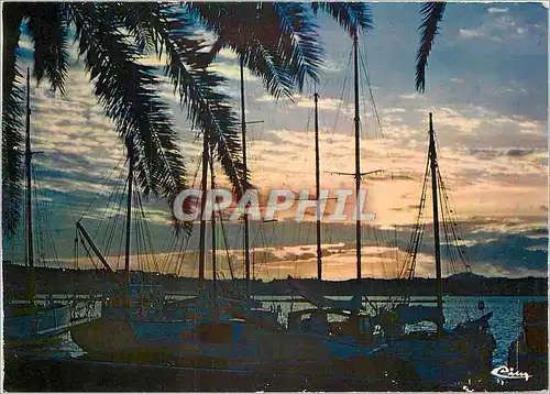 Cartes postales moderne Vegetation Mediterraneenne Coucher de soleil sur la Cote d'Azur