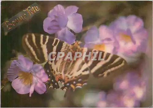 Cartes postales moderne Bonne Fete Papillon