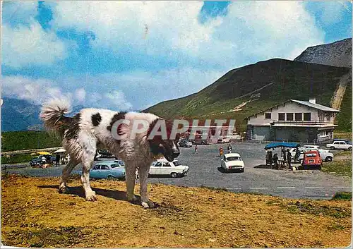 Moderne Karte Au Col de Soulor Un chien des Pyrenees