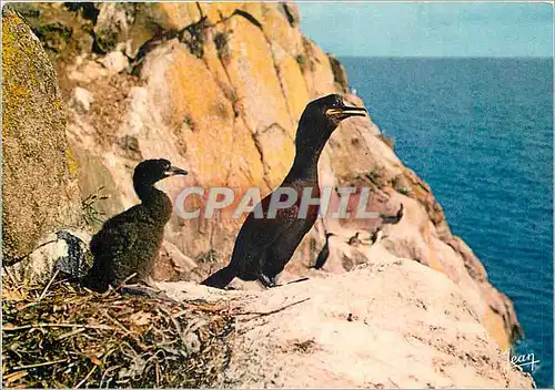 Cartes postales moderne Reserves naturelles de la Societe pour l'Etude et la Protection de la Nature en Bretagne