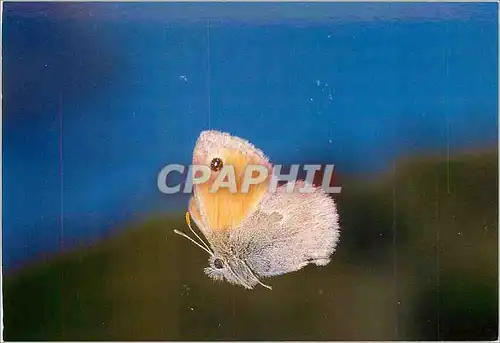 Cartes postales moderne Papillon Coenonympha Pamphilus Proscris