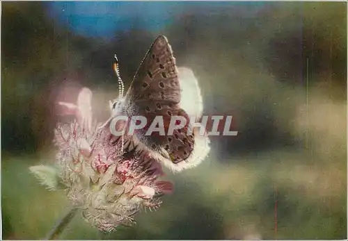 Cartes postales moderne Papillon Lysandra Coridon Argus Bleu Celeste