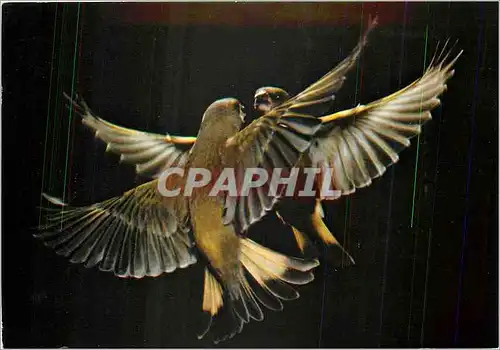 Cartes postales moderne Les Oiseaux de Roland Fiorillo Les Verdiers Voltige en duo
