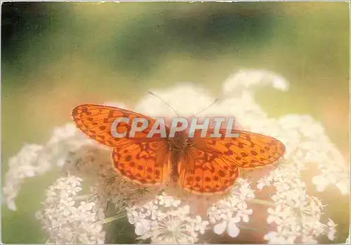 Cartes postales moderne Papillon Clossiaba Euphrosyne Grand collier argente