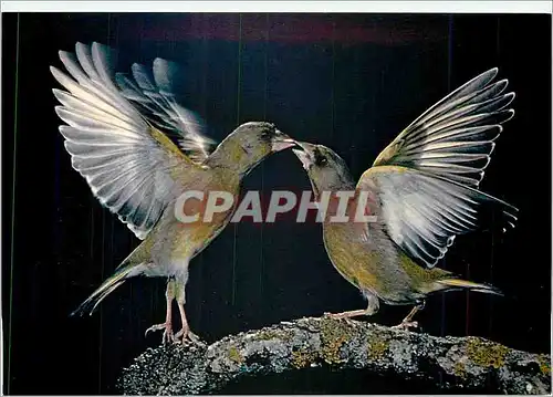 Moderne Karte Les Oiseaux de Roland Fiorillo Les Verdiers Tendresse