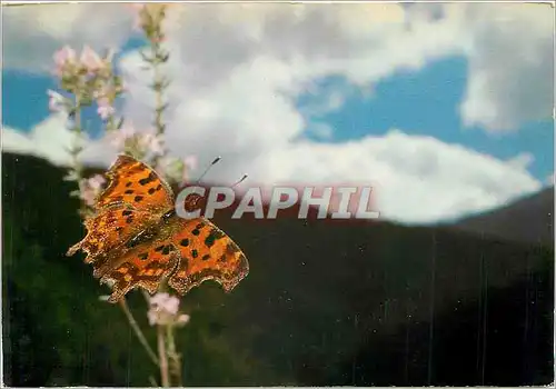 Cartes postales moderne Papillon Polygonia C Album Robert le diable