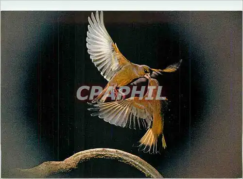 Cartes postales moderne Les Oiseaux de Roland Fiorillo Les Verdiers Duo d'Amour