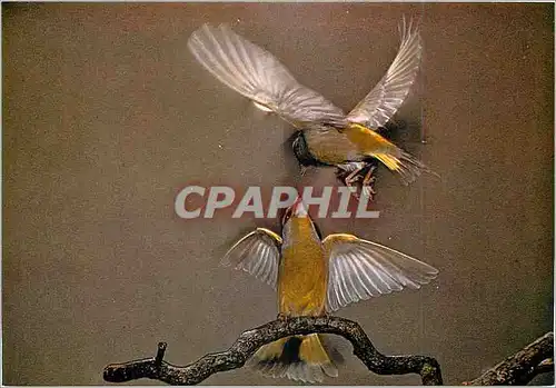 Cartes postales moderne Les Oiseaux de Roland Fiorillo Les Verdiers Approche