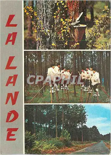 Moderne Karte La Lande de haut en bas la Foret Landaise au printemps avec ses a joncs fleuris