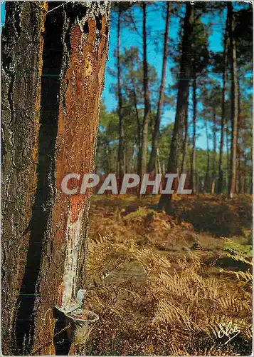 Cartes postales moderne La Lande La saignee de Pin Le hapchut dans sa romance
