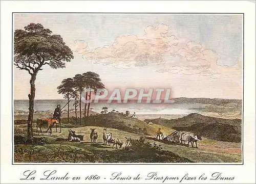 Cartes postales moderne La Lande Vieilles Gravures Landaises de 1860 Semis de Pins pour fixer les Dunes