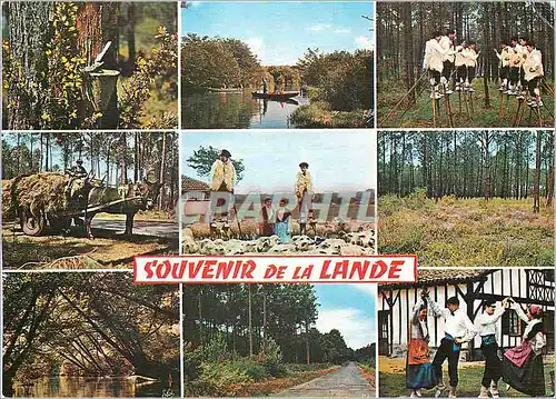 Cartes postales moderne La Lande de gauche a droite La Foret Landaise un Joli Lac