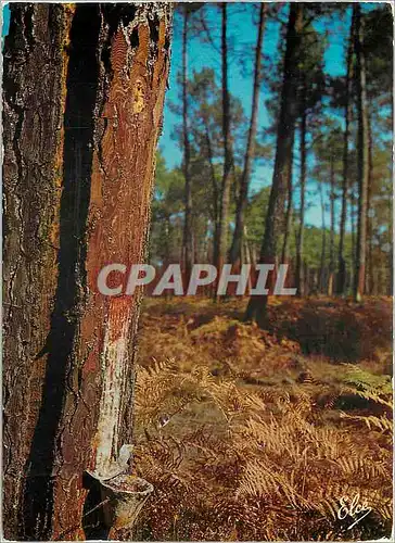 Cartes postales moderne La Lande La saignee de pin Le hapchet dans sa romance